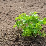 Cultiva Microgreens de Perejil en 6 Sencillos Pasos