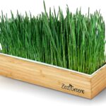 Cultiva microgreens de trigo en 6 sencillos pasos