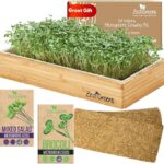 Cultiva Microgreens sin Tierra de Forma Sencilla