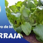 Cultiva Microvegetales de Borraja en 5 Sencillos Pasos