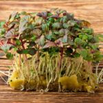 Cultiva Microvegetales de Shiso en 6 Sencillos Pasos