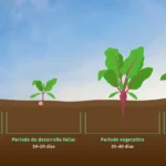 Cultiva Microverdes de Remolacha en 6 Simples Pasos
