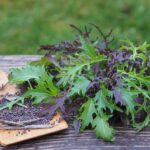 Cultiva Mizuna: Ensalada asiática con un toque picante