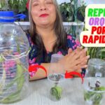 Cultiva Orquídeas en Agua: Guía Práctica y Efectiva