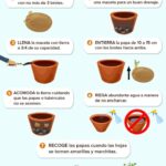 Cultiva Patatas en Macetas: Guía Fácil en 9 Pasos