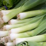 Cultiva Puerros: Guía para obtener Alliums Hermosos y Saludables