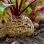 Cultiva Remolachas: Secretos para Cosechas Abundantes de Betabel