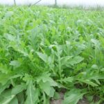 Cultiva Rúcula: El Éxito de tu Ensalada al Alcance