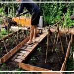 Cultiva tomates en bancales elevados: guía inicial eficiente