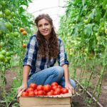 Cultiva tomates en interior: cosecha durante todo el año