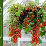 Cultiva Tomates Exitosamente en Macetas Colgantes