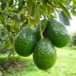 Cultiva tu guacamole: Guía para el árbol de aguacate Hass