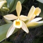 Cultiva tus propias vainas de vainilla: La orquídea vanilla