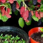 Cultiva y cosecha moras en tu jardín fácilmente