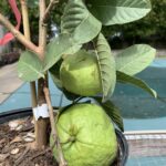 Cultiva y Cuida Árboles de Guayaba ‘Thai White’ Eficazmente