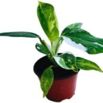 Cultiva y Cuida el Exquisito Philodendron White Wizard