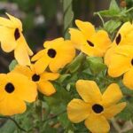 Cultiva y Cuida la Enredadera Susan de Ojos Negros