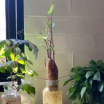Cultiva y Cuida la Hermosa Enredadera de Camote