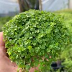 Cultiva y Cuida la Menta Corsa (Mentha Requienii)