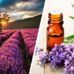 Cultiva y cuida las suculentas Lavanda Escallón con éxito