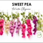 Cultiva y Cuida los Elegantes Guisantes de Olor ‘Winter Elegance