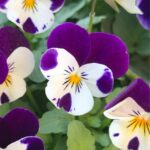 Cultiva y Cuida Violas Violetas y Pensamientos Resistentes al Frío