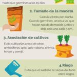 Cultiva zanahorias en macetas: guía fácil en 9 pasos