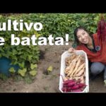 Cultivar Batata en Interiores: ¿Funciona Realmente?