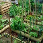 Cultivar en camas elevadas sobre concreto: ¿Ventaja o desventaja?