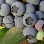 Cultivar fresas junto a zarzamoras: ¿es posible?