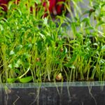 Cultivar Microgreens de Cilantro en 6 Pasos Simples