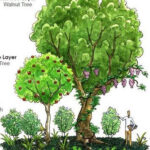 Cultivar Olivos en tu Propio Bosque Comestible