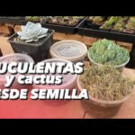 Cultivar suculentas desde semilla: un desafío alcanzable