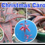 Cultivo y cuidado del aloe ‘Christmas Carol’ en casa