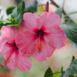 Cultivo y Cuidado del Hibisco Hawaiano: Guía Completa