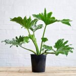 Cultivo y Cuidado del Philodendron de Hoja Partida