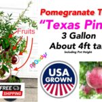 Cultivo y cuidados de la granada ‘Texas Pink’ en tu jardín
