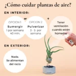 ¿Debes Regar tus Plantas de Aire? Aprende la Cantidad Adecuada