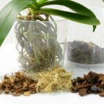 ¿Debes usar corteza de orquídea al plantar en interior?