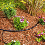 Desmiente estos 4 mitos sobre el riego en jardines