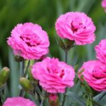 Dianthus Dreams: Perennes Fragantes y Fáciles de Cultivar