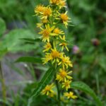 Diez Encantadoras Variedades de Vara de Oro para Tu Jardín