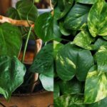Diferencias Clave entre Jade Pothos y Golden Pothos