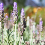 Diferencias Clave entre la Lavanda Inglesa y la Francesa
