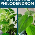 Diferencias clave entre las plantas Pothos y Philodendron
