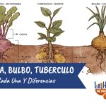 Diferencias clave entre raíces y rizomas