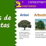 Diferencias entre Árboles Arbustos y Matorrales de Lila