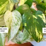 Diferencias entre Marble Queen y Golden Pothos