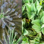 Diferencias entre Mother of Millions y Mother of Thousands