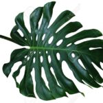 Diferencias entre Philodendron de Hoja Partida y Monstera